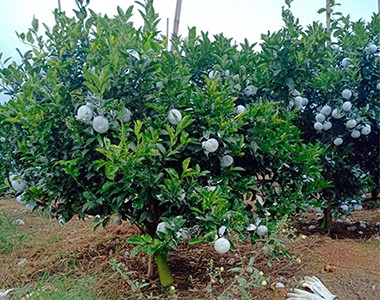 易普朗硅钙镁在茂谷柑上的使用