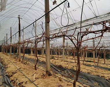 建水葡萄基地回访