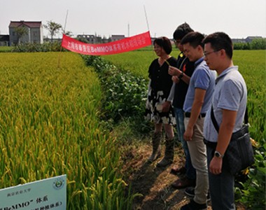 上海联业承办上海奉贤区BeMMO体系有机水稻现场交流会